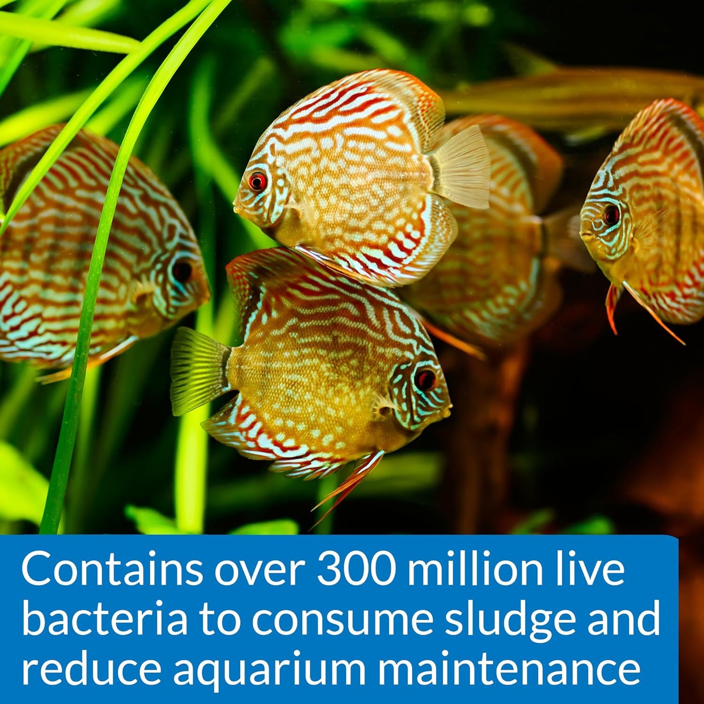 API STRESS ZYME Freshwater and Saltwater Aquarium Cleaning Solution 16-Ounce Bottle